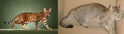 Toyger vs Jaguarundi Curl - Breed Comparison