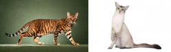 Toyger vs Javanese - Breed Comparison