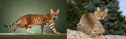 Toyger vs Jungle-Bob - Breed Comparison