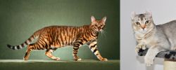 Toyger vs Jungle-Curl - Breed Comparison
