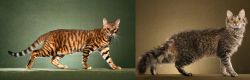 Toyger vs LaPerm - Breed Comparison