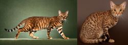 Toyger vs Ocicat - Breed Comparison