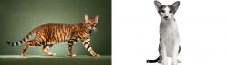 Toyger vs Oriental Bicolour - Breed Comparison