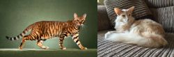 Toyger vs Oriental Longhair - Breed Comparison