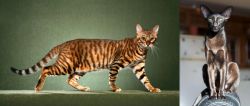 Toyger vs Oriental Shorthair - Breed Comparison