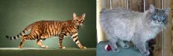 Toyger vs Owyhee Bob - Breed Comparison