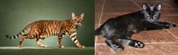 Toyger vs Pantherette - Breed Comparison