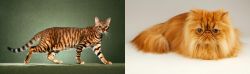 Toyger vs Persian - Breed Comparison