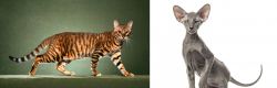 Toyger vs Peterbald - Breed Comparison