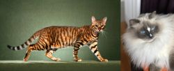 Toyger vs Ragdoll - Breed Comparison