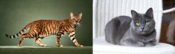 Toyger vs Russian Blue - Breed Comparison