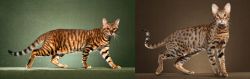 Toyger vs Savannah - Breed Comparison