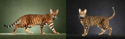 Toyger vs Serengeti - Breed Comparison