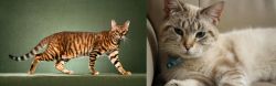 Toyger vs Siamese/Tabby - Breed Comparison