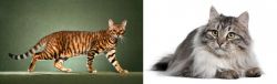 Toyger vs Siberian - Breed Comparison