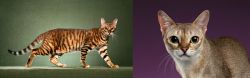 Toyger vs Singapura - Breed Comparison
