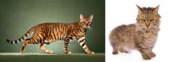 Toyger vs Skookum - Breed Comparison