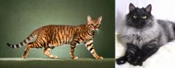 Toyger vs Smoke - Breed Comparison