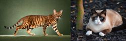 Toyger vs Snowshoe - Breed Comparison