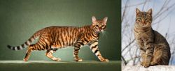 Toyger vs Tabby - Breed Comparison