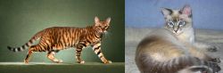 Toyger vs Tiger Cat - Breed Comparison