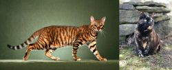Toyger vs Tortoiseshell - Breed Comparison