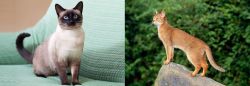 Traditional Siamese vs Abyssinian - Breed Comparison