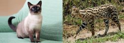 Traditional Siamese vs African Serval - Breed Comparison