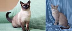 Traditional Siamese vs American Keuda - Breed Comparison