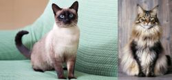 Traditional Siamese vs American Longhair - Breed Comparison