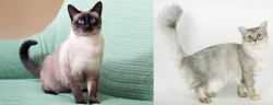 Traditional Siamese vs Asian Semi-Longhair - Breed Comparison