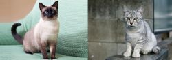 Traditional Siamese vs Australian Mist - Breed Comparison