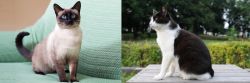Traditional Siamese vs Bicolor - Breed Comparison