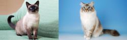 Traditional Siamese vs Birman - Breed Comparison