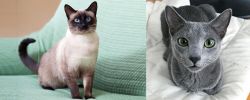 Traditional Siamese vs Blue Russian - Breed Comparison