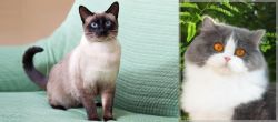Traditional Siamese vs British Longhair - Breed Comparison