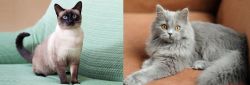Traditional Siamese vs British Semi-Longhair - Breed Comparison