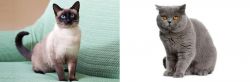 Traditional Siamese vs British Shorthair - Breed Comparison