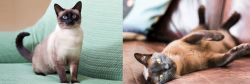 Traditional Siamese vs Burmese - Breed Comparison
