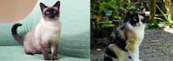 Traditional Siamese vs Calico - Breed Comparison