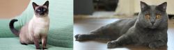 Traditional Siamese vs Chartreux - Breed Comparison