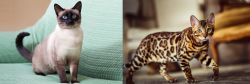 Traditional Siamese vs Cheetoh - Breed Comparison
