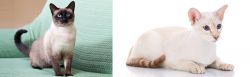Traditional Siamese vs Colorpoint Shorthair - Breed Comparison