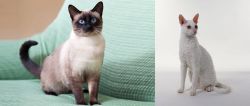 Traditional Siamese vs Cornish Rex - Breed Comparison