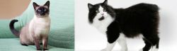Traditional Siamese vs Cymric - Breed Comparison
