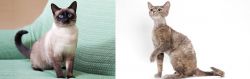 Traditional Siamese vs Devon Rex - Breed Comparison