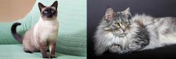 Traditional Siamese vs Domestic Longhaired Cat - Breed Comparison