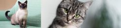 Traditional Siamese vs Domestic Shorthaired Cat - Breed Comparison
