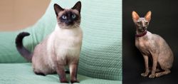 Traditional Siamese vs Don Sphynx - Breed Comparison