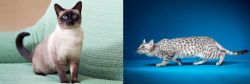 Traditional Siamese vs Egyptian Mau - Breed Comparison